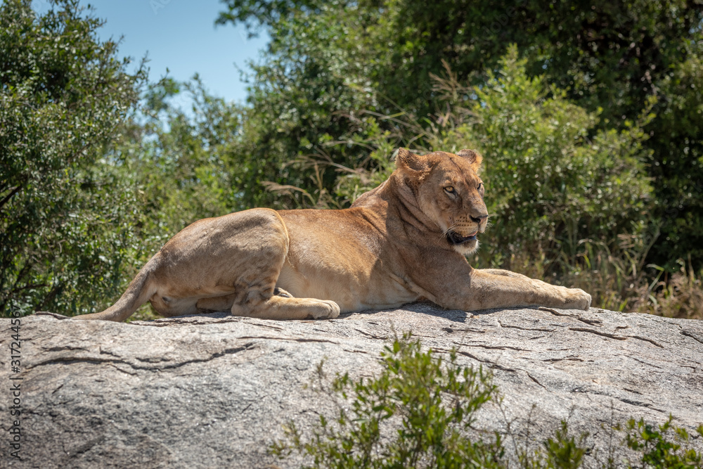 Lioness lies on sunlit rock in trees Lioness lies on sunlit rock in trees