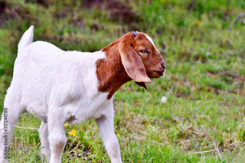 young goat standing in grass
