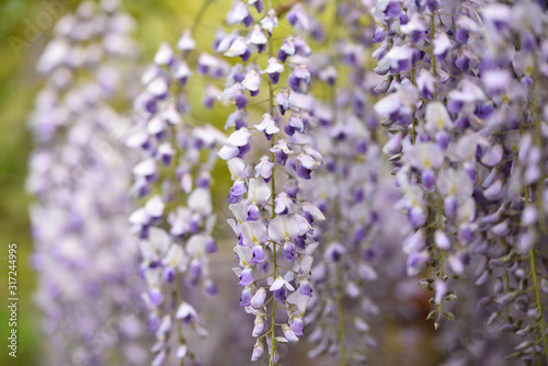 Wisteria, a famous flower of spring