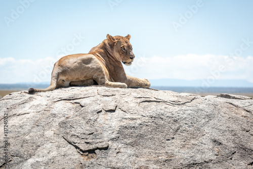 Lioness lying on sunlit rock in savannah