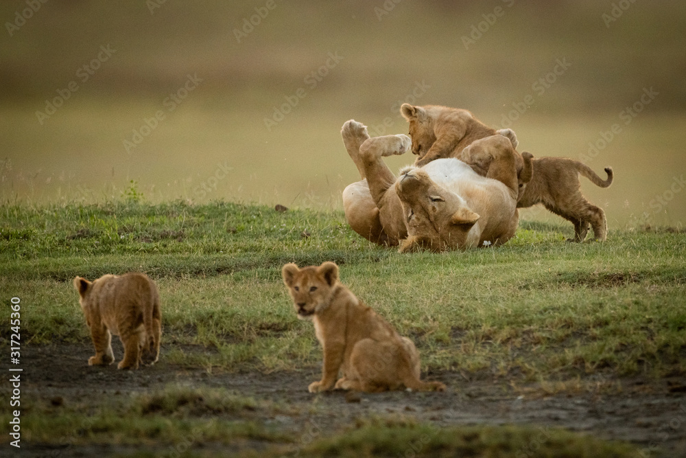 Fototapeta premium Lioness plays with cubs near two others