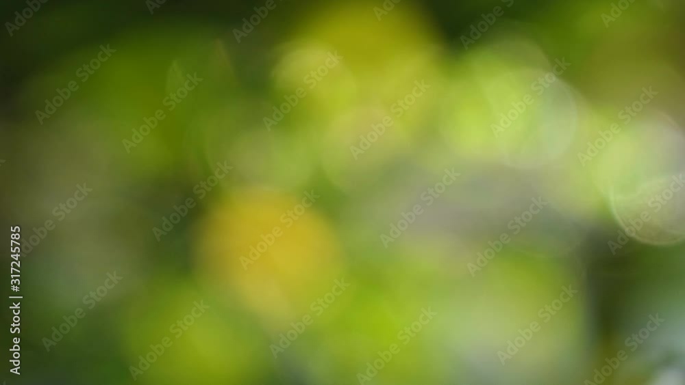 Blurred green leaves bokeh nature background Blurred green leaves bokeh nature background