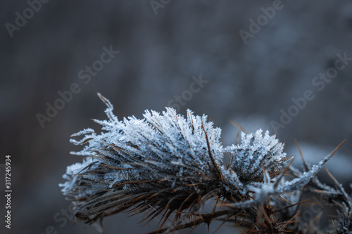 frost on a thorn in the field