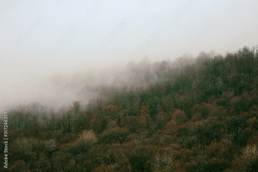 The forest is on fire. Ecological problems.