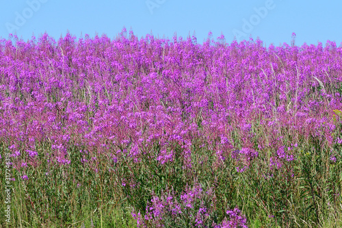 Schmalbl  ttriges Weidenr  schen  Epilobium angustifolium  