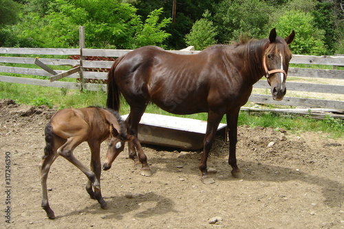 A mare and foal in the barn yard