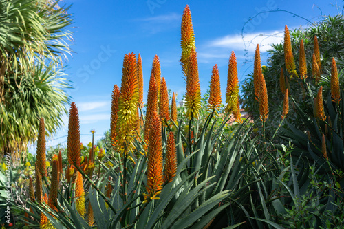 Beautiful orange flowering aloe vera against a blue sky photo