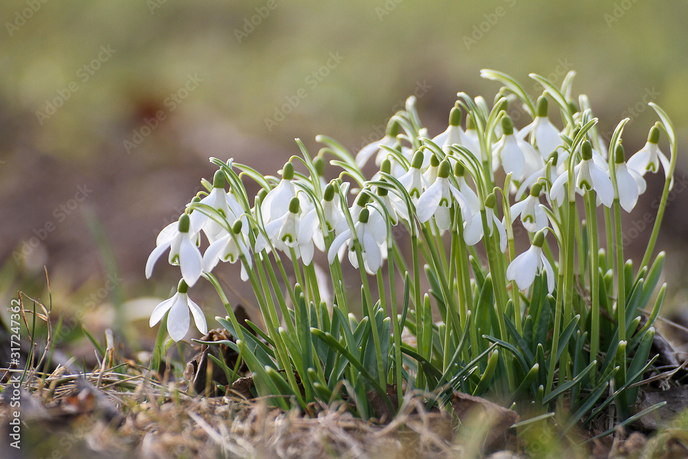 Snowdrops in full bloom in nature with isolated blurred background Snowdrops in full bloom in nature with isolated blurred background