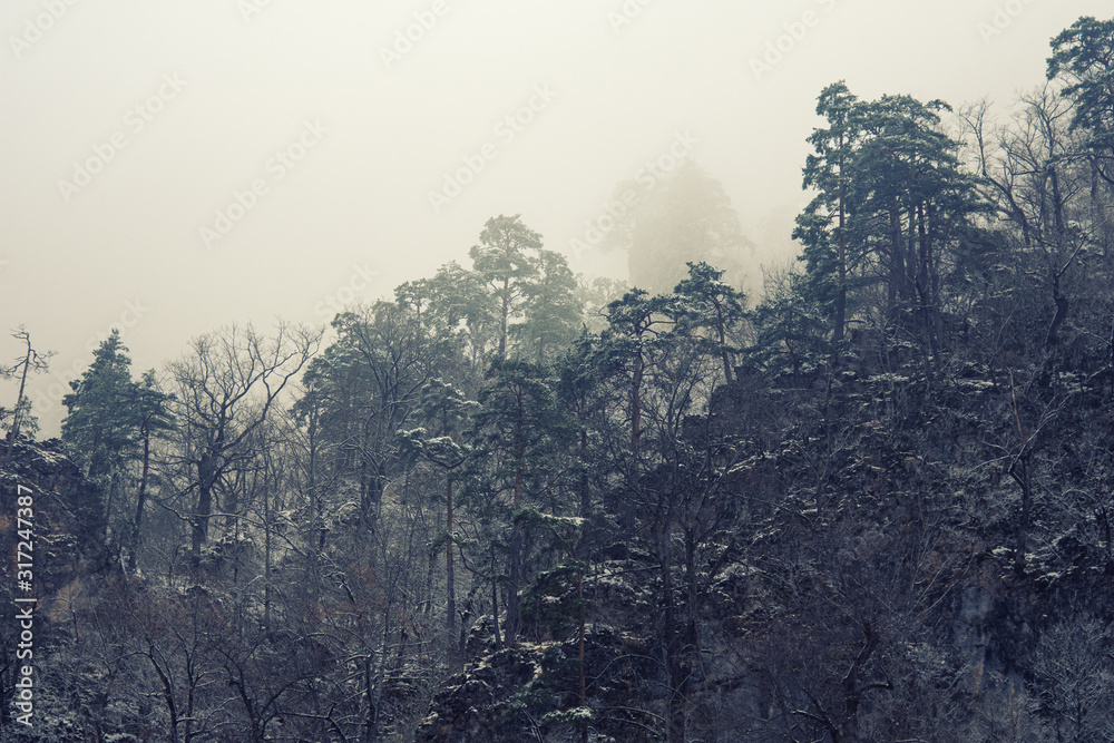 Gloomy landscape. Forest in the fog.
