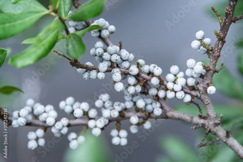 Bayberry branch close up with blue grey berry clusters