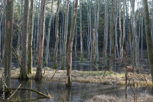 Wasserlandschaft in einem Auenwald