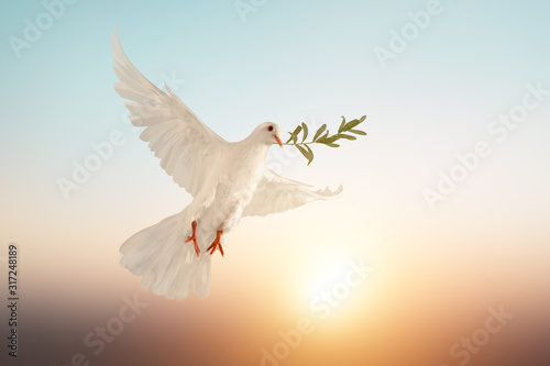 Foto white dove or white pigeon carrying olive leaf branch on pastel background and c
