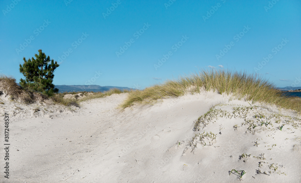 Wild Beach shore with dune vegetation and blue sky. Nature background Wild Beach shore with dune vegetation and blue sky. Nature background