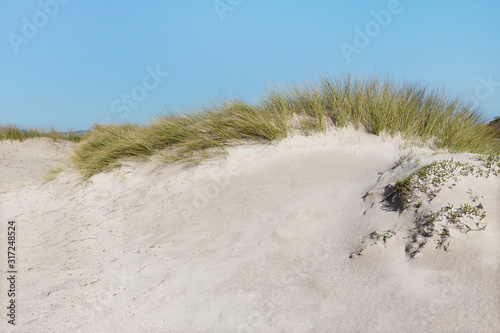 Wild Beach shore with dune vegetation and blue sky. Nature background