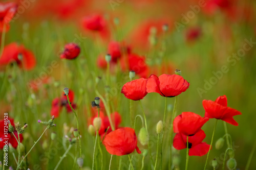 Agricultural field with red poppies planted in straight rows.