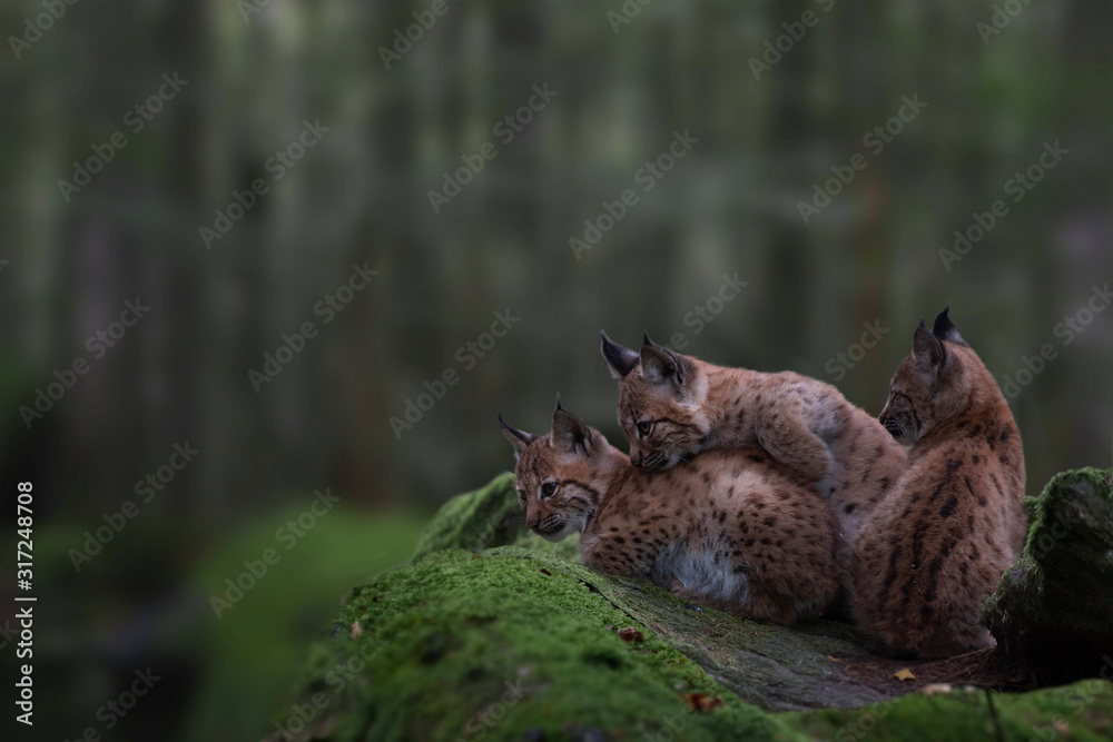 Eurasische Luchs oder Nordluchs (Lynx lynx) Jungtiere im Wald