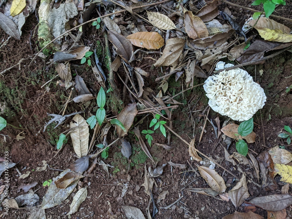 Mushroom Mushroom