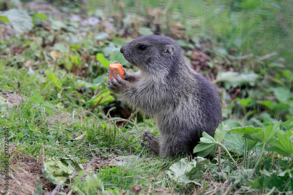 Murmeltiere (Marmota) oder Mankei auf Almwiese Murmeltiere (Marmota) oder Mankei auf Almwiese
