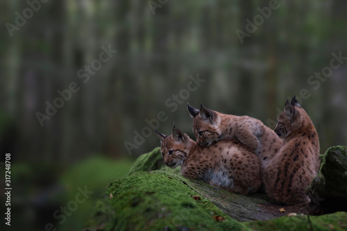 Eurasische Luchs oder Nordluchs  Lynx lynx  Jungtiere im Wald