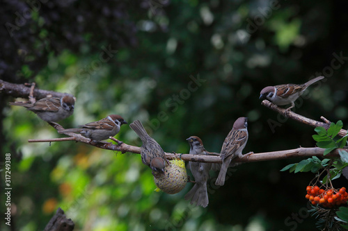  Feldsperling oder Feldspatz (Passer montanus) mehrere Jungvögel sitzen auf Ast