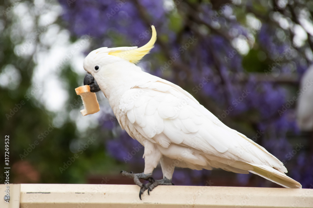 Sulphur-crested cockatoo seating on a beautiful blooming jacaranda tree.