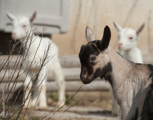 Baby Goat © Shawn Hamilton CLiX 