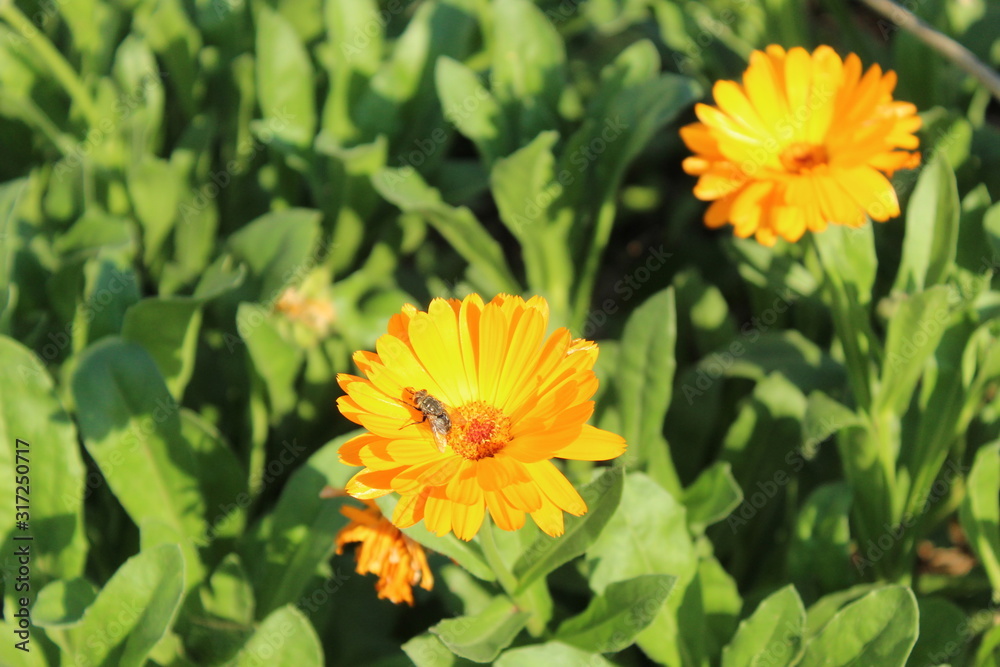 FLOR FLOR