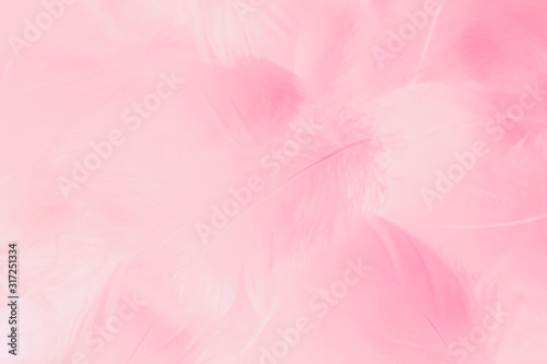 Beautiful abstract colorful white and pink feathers on white background and soft white feather texture on light pattern and light purple background  colorful feather  purple banners
