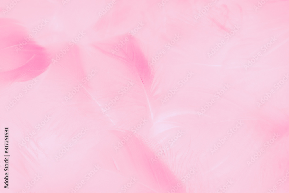 Beautiful abstract colorful white and pink feathers on white background and soft white feather texture on light pattern and light purple background, colorful feather, purple banners