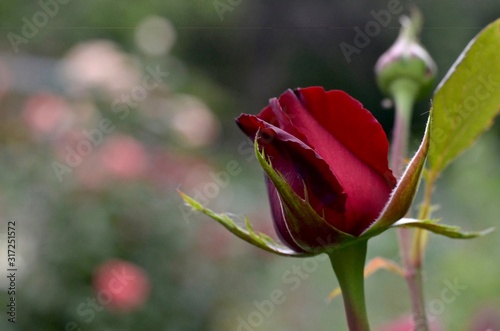 A burgundy rose bud against the side of a flowering garden.