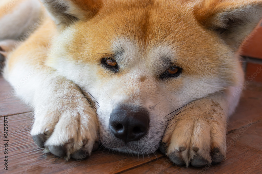 Closeup portrait of young Akita inu dog lying lonely on a tiled floor