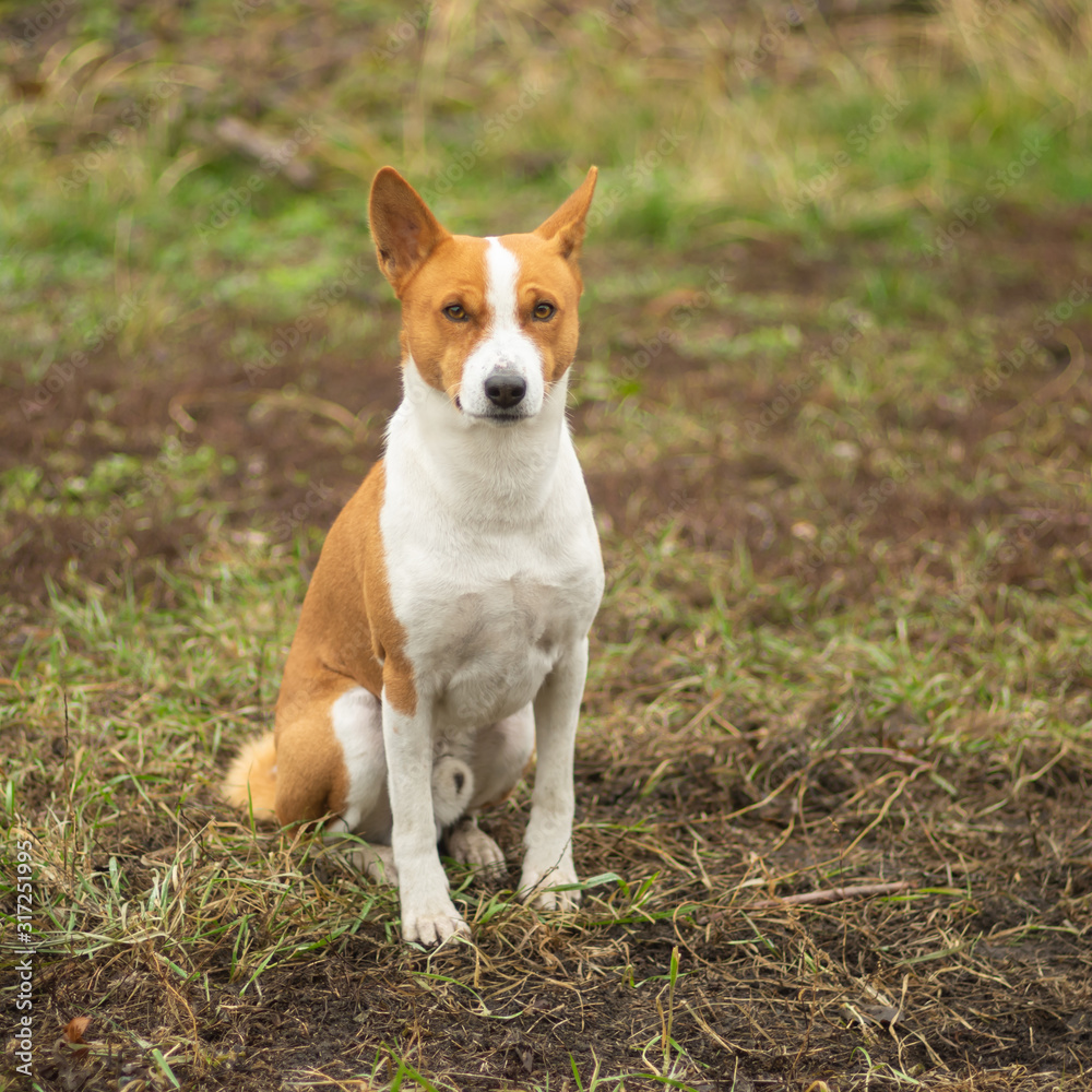 Nice outdoor portrait of royal mature basenji dog sitting proudly on an autumnal ground and looking at the camera