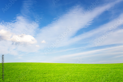 Green meadow and blue sky in sunny light.