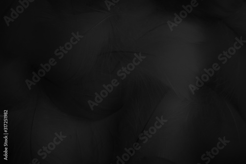 Beautiful abstract colorful white and black feathers on black background and soft gray feather texture on white pattern and gray background. black feather texture