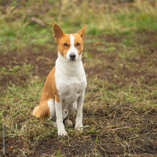 Nice outdoor portrait of royal mature basenji dog sitting proudly on an autumnal ground and looking at the camera