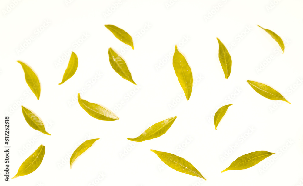 Light green and yellow leaves on a white background Light green and yellow leaves on a white background