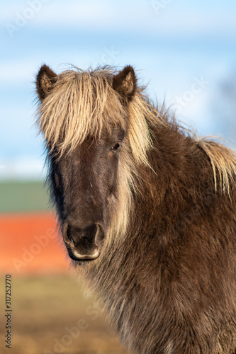 Portrait of a silver dapple colored Icelandic horse foal © Magnus