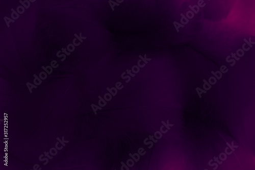 Beautiful abstract colorful black and purple feathers on black background and soft white blue feather texture on dark pattern and light blue background, colorful feather, purple banners