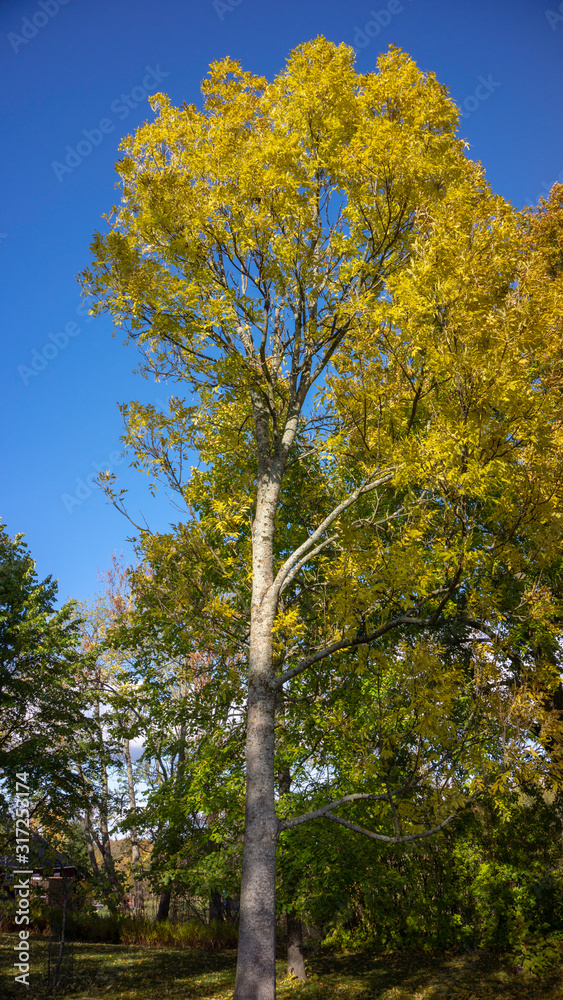 Fototapeta premium Autumn chest