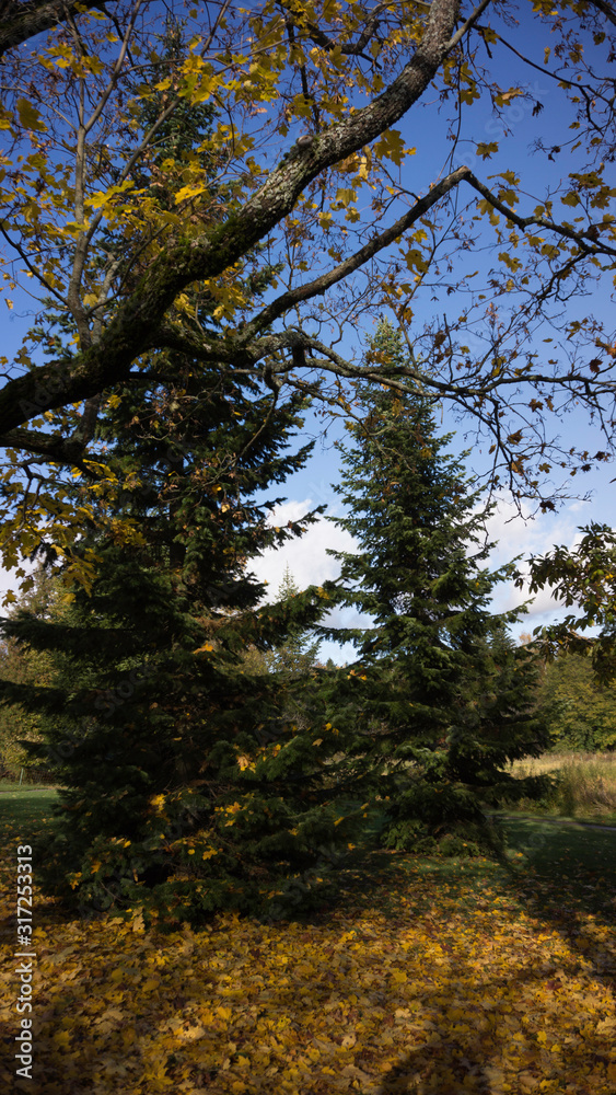 Fototapeta premium autumn in the forest