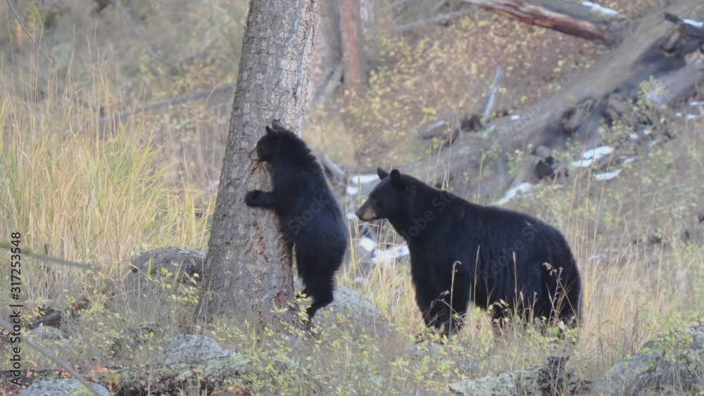 a black bear cub stretches up against a tree at yellowstone national park in wyoming, usa a black bear cub stretches up against a tree at yellowstone national park in wyoming, usa