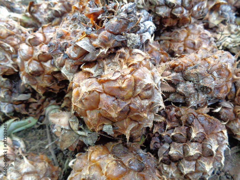 close up a group of rotten pineapple close up a group of rotten pineapple