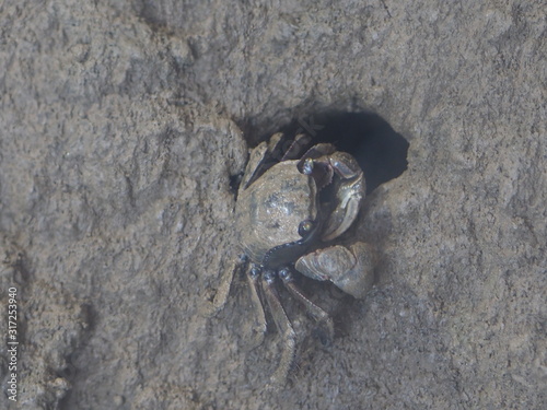 クロベンケイガニ