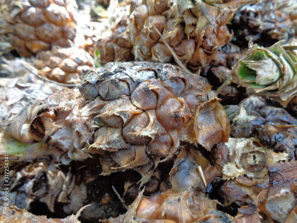 close up a group of rotten pineapple