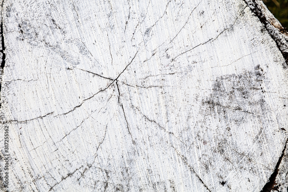 Stump of tree felled - section of the trunk with annual rings painted white. Slice wood. Wood texture abstract nature background with line cracked patterns 