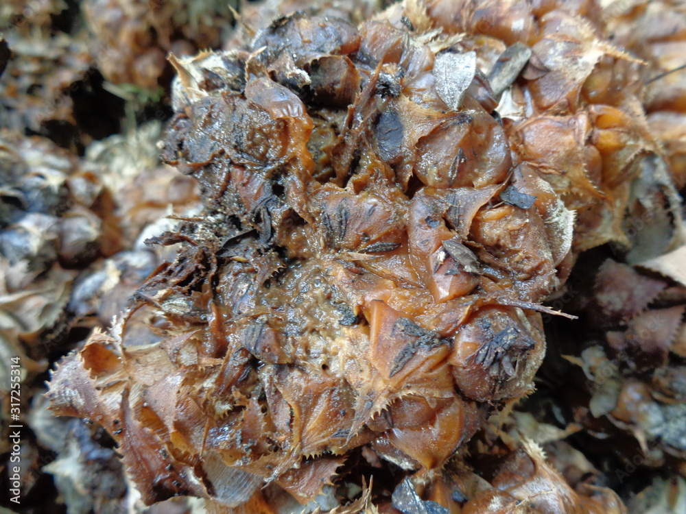 close up a group of rotten pineapple close up a group of rotten pineapple
