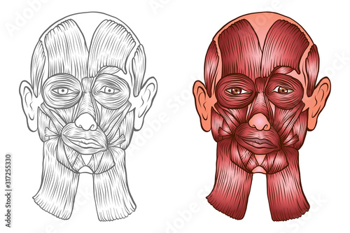 Vector medical illustration of human, muscles of the head.