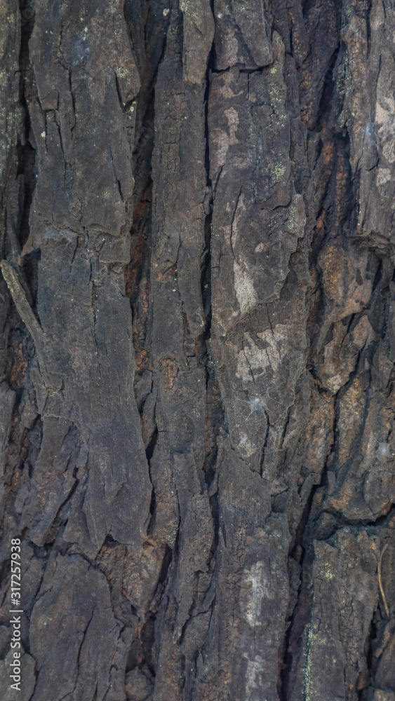 surface texture of mahogany bark
