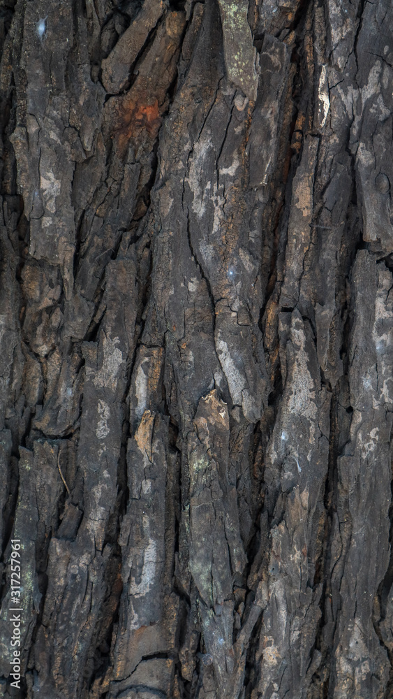 surface texture of mahogany bark surface texture of mahogany bark