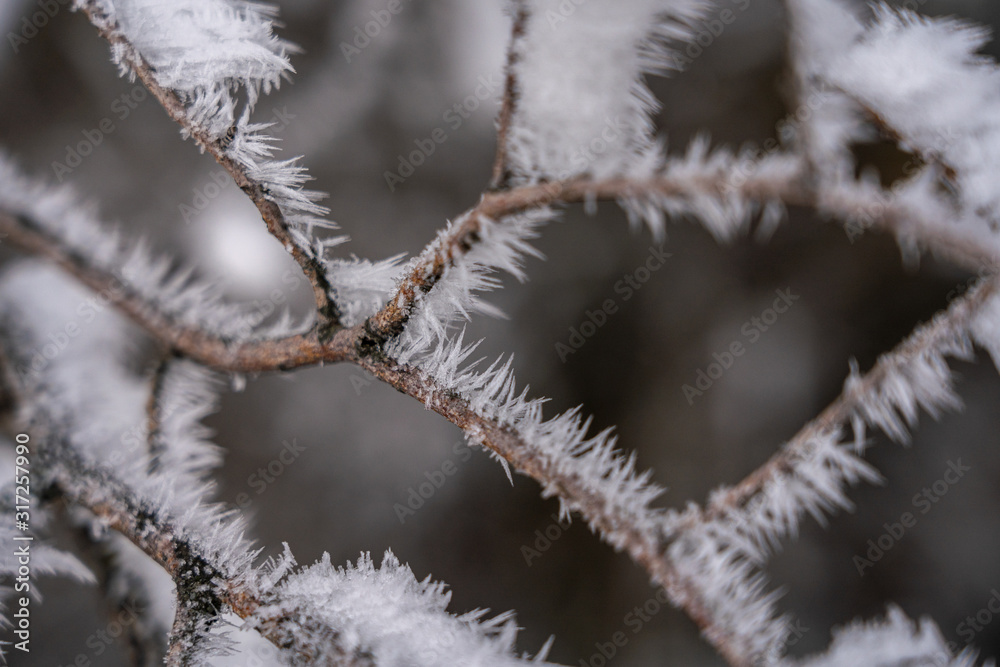 sharp needles of frost sharp needles of frost